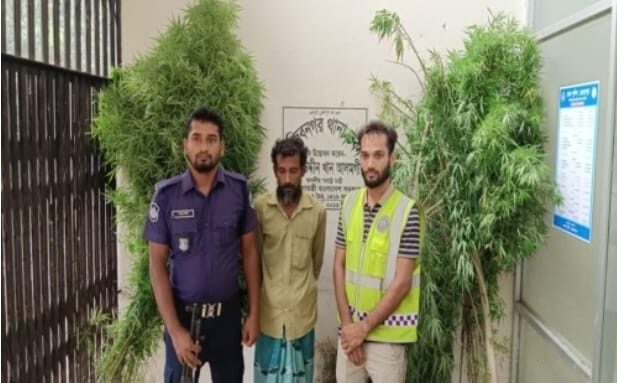 মুজিবনগরে বসতবাড়ির আঙিনায় গাঁজা চাষ, গৃহকর্তা গ্রেপ্তার